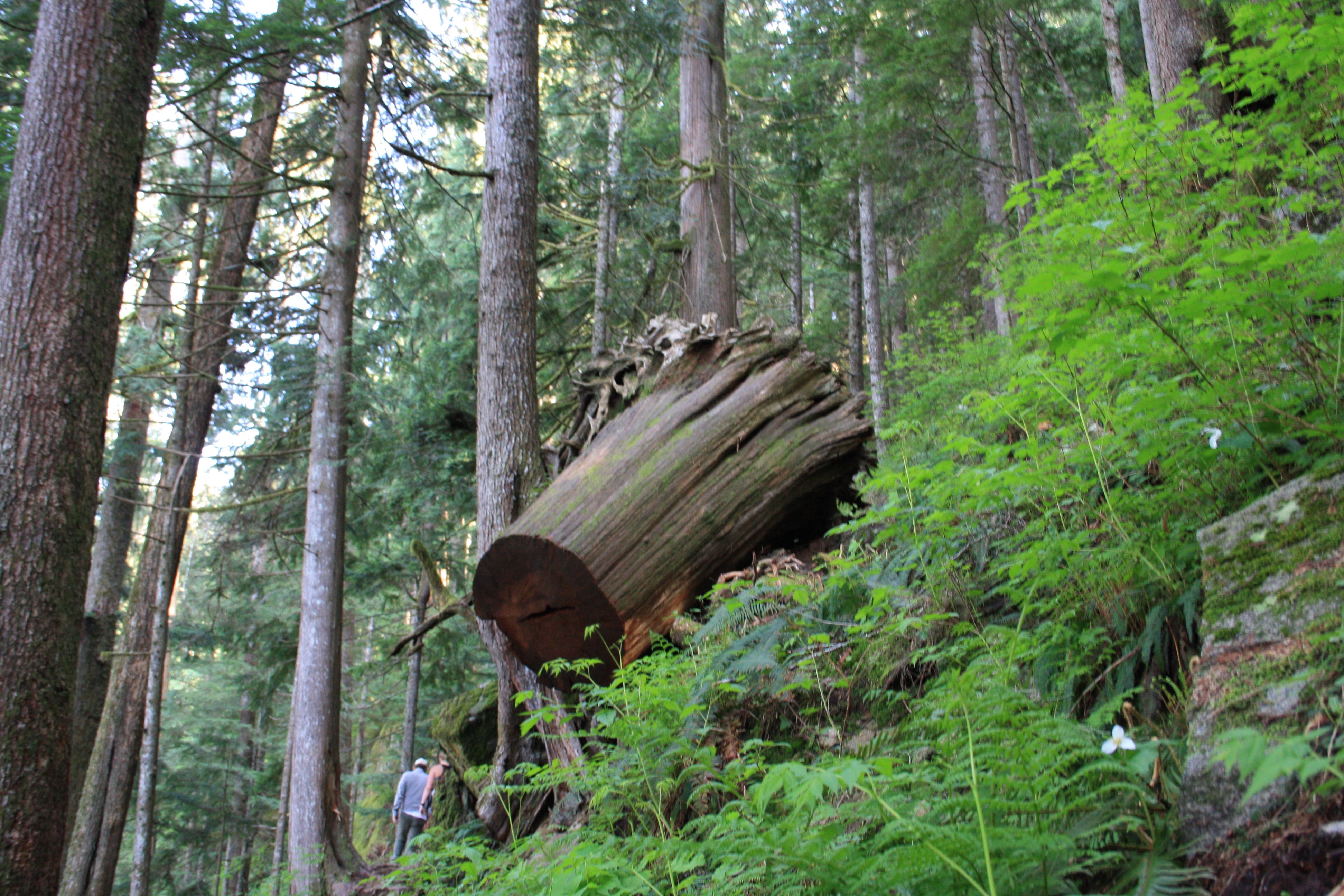 Lake Serene Hike