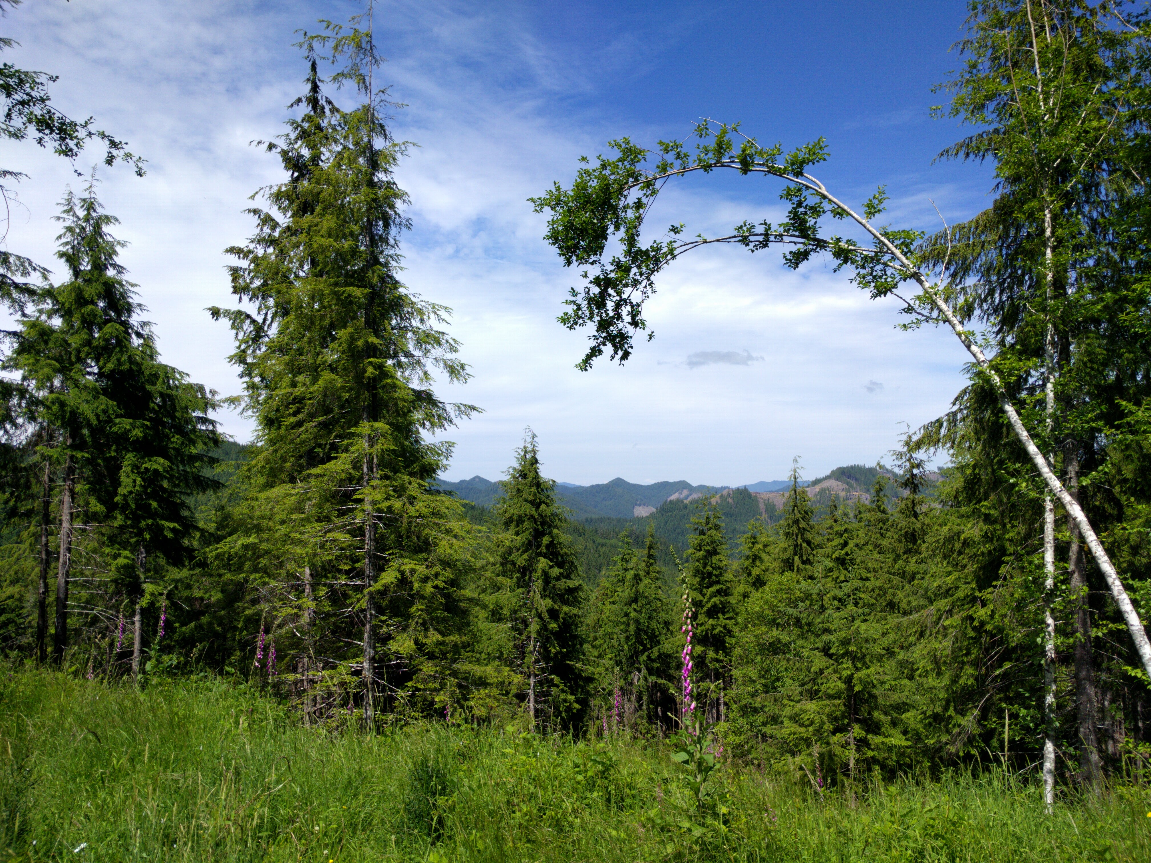 Olympic National Park
